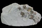 Ammonite Fossil Cluster - Somerset, England #86274-1